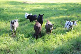 21604_copy_of_goats_in_pasture.jpg