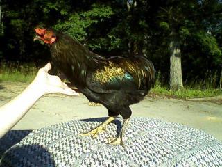 21661_rooster.jpg