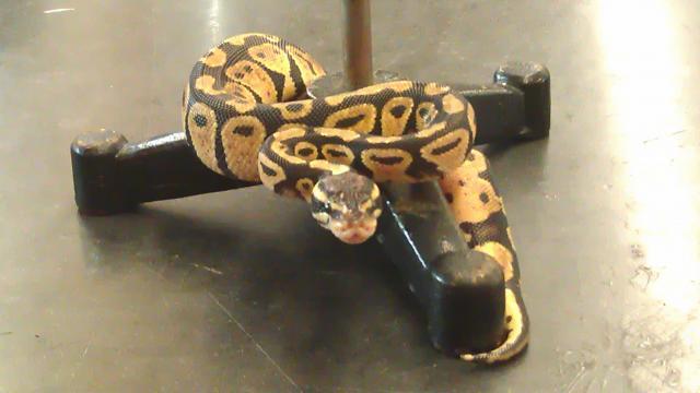 21665_ball_python_1.jpg