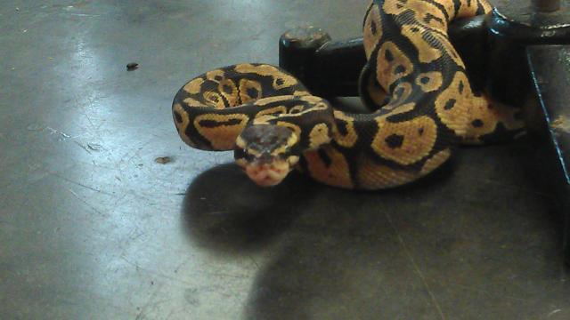 21665_ball_python_3.jpg