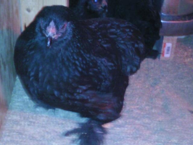 21665_black_brahma_1.jpg
