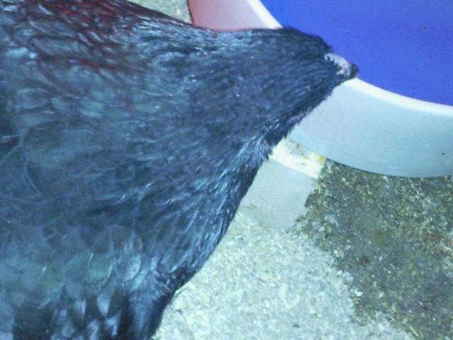 21665_black_brahma_2.jpg