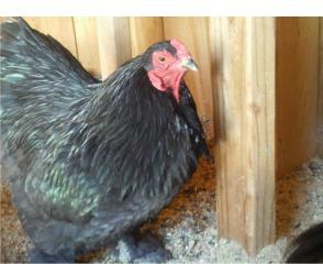 21665_black_brahma_6.jpg