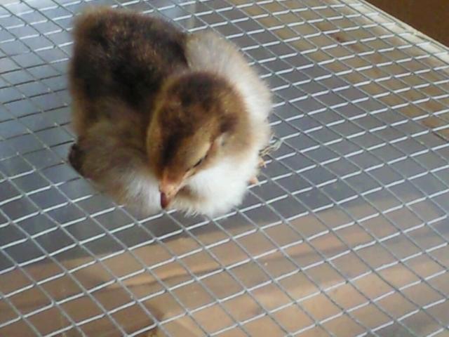21665_brahma_chick.jpg