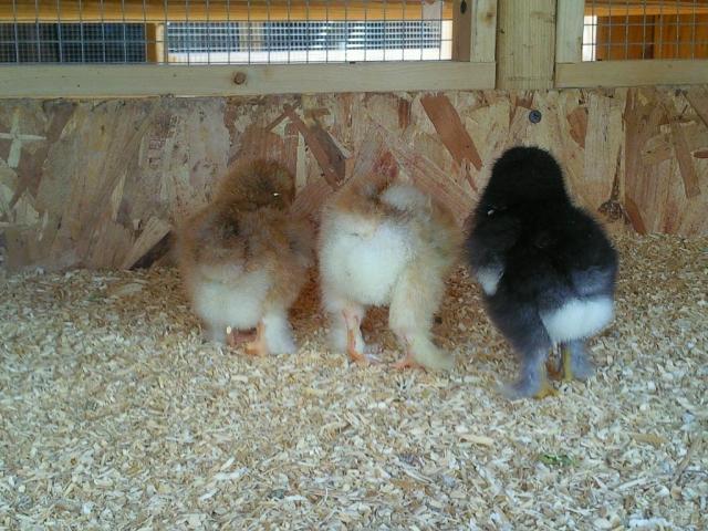 21665_brahma_chicks.jpg