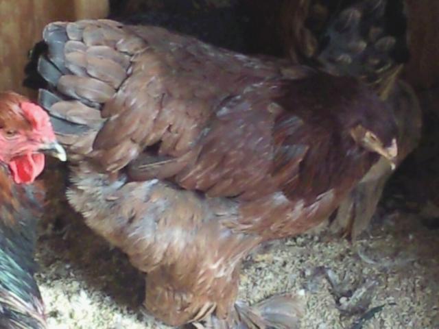 21665_brahma_pullet_3_red_partridge.jpg