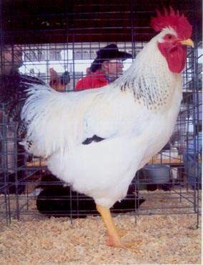 21665_delaware_std_rooster2.jpg
