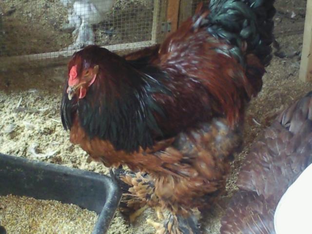 21665_red_brahma_boy_next_to_red_partridge_brahma_girl.jpg