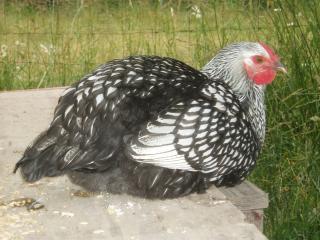 21677_sl_wyandotte_pullet_-_18_wks.jpg