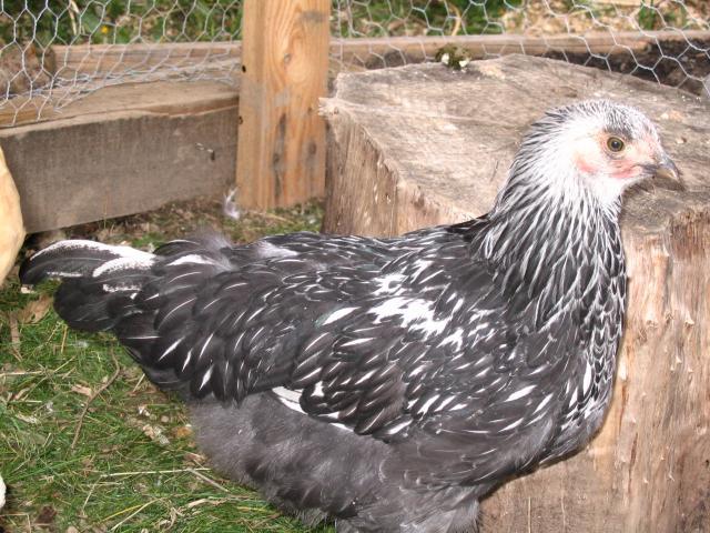 21678_060.jpg