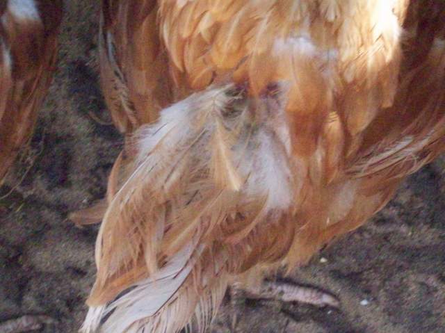 21683_000_0064.jpg