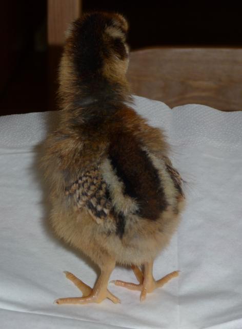 21706_chicks_3-13-09_022.jpg