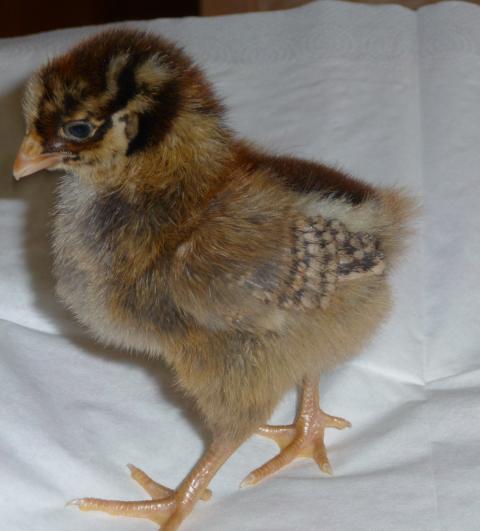 21706_chicks_3-13-09_027.jpg