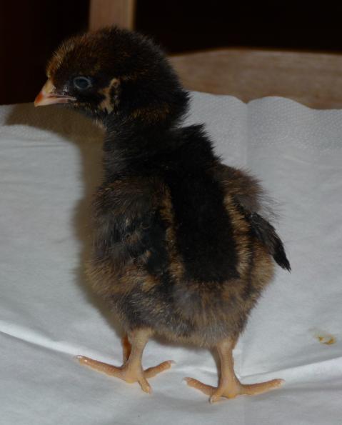 21706_chicks_3-13-09_032.jpg