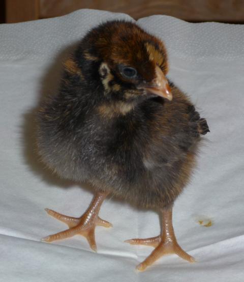 21706_chicks_3-13-09_035.jpg