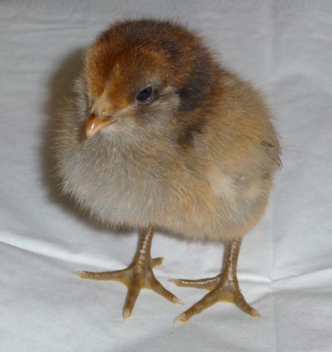 21706_chicks_3-13-09_039.jpg