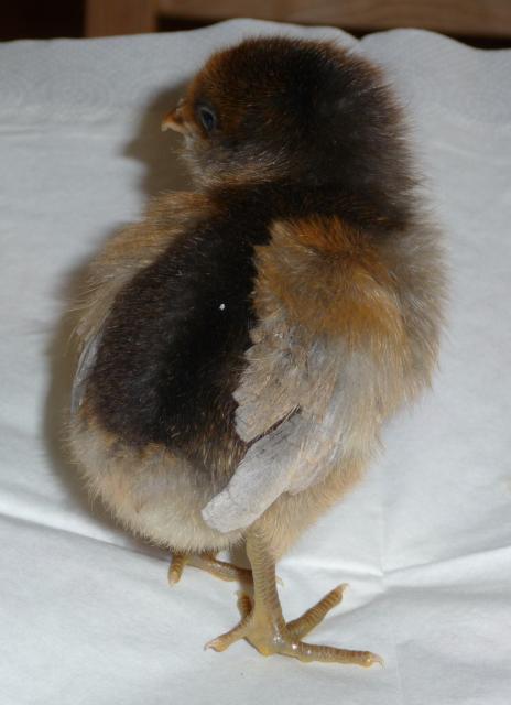 21706_chicks_3-13-09_041.jpg