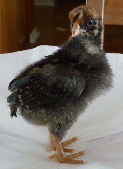 21706_work_day_hall-chicks_3-20-09_030.jpg