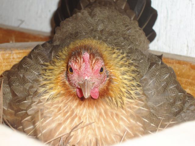 21716_bantam_hen_tries_to_look_standard_sized.jpg