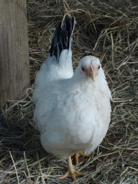21716_fiddle_-_jap_bantam_grown.jpg