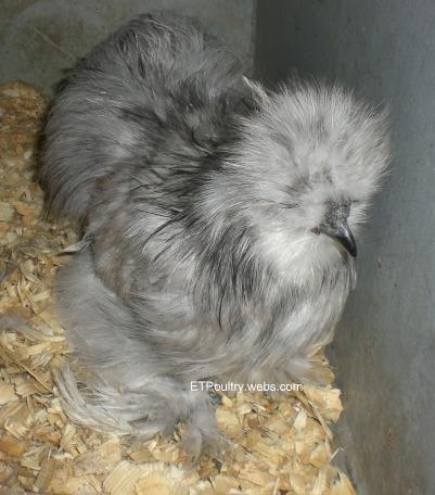 21730_catdancesilkies102010splashroo.jpg