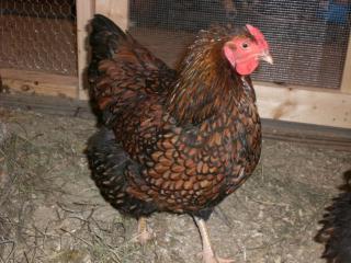 21730_chickens040809_004.jpg