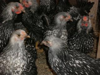 21730_chickens040809_021.jpg