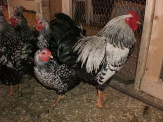 21730_chickens040809_025.jpg