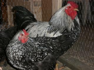 21730_chickens040809_037.jpg