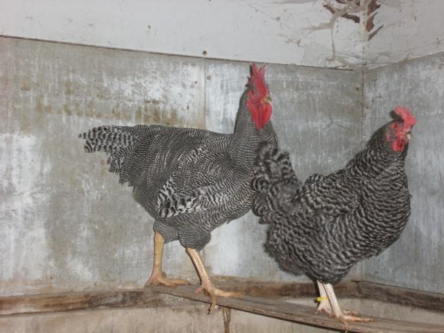 21730_etpoultry2_100.jpg