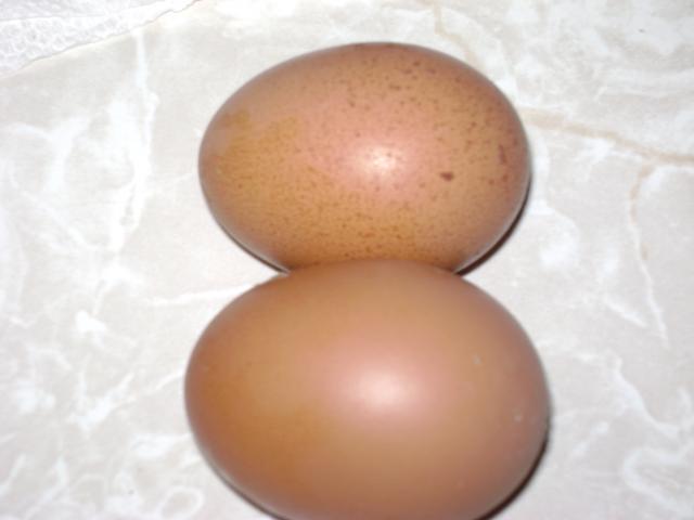21733_eggs_002.jpg