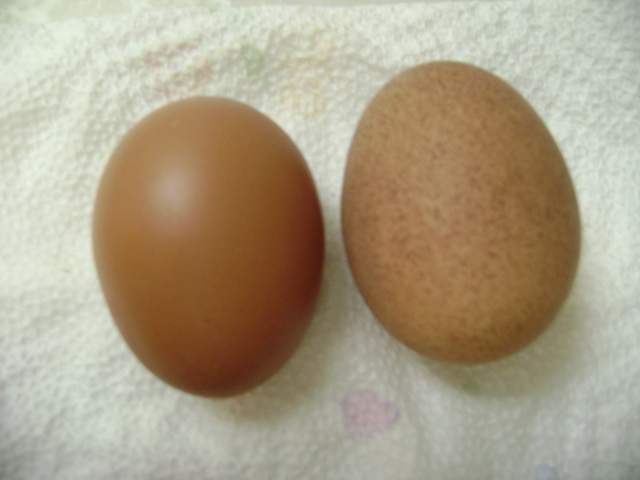 21733_eggs_003.jpg