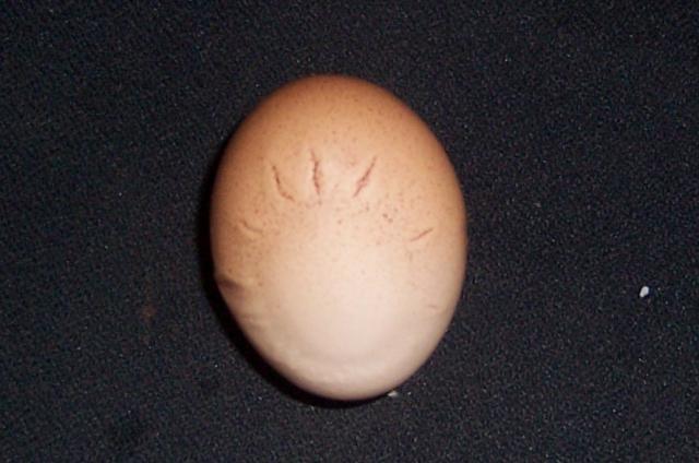 21755_100_2113.jpg