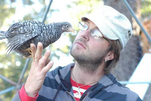 21792_barredrockash.jpg