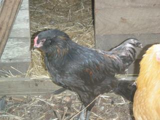 21803_miss_rooster.jpg