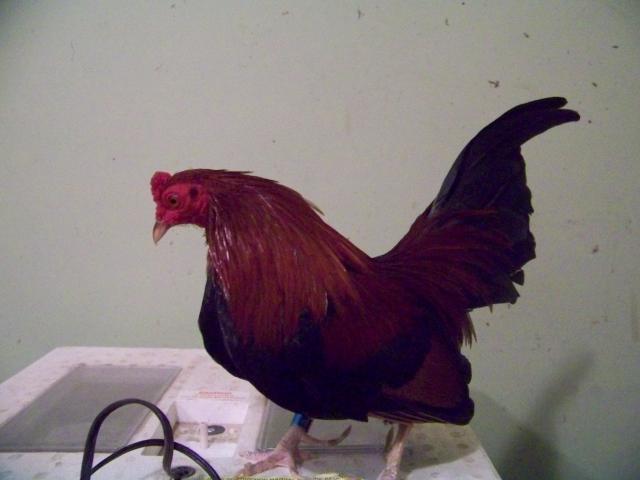 21814_new_chickens008.jpg