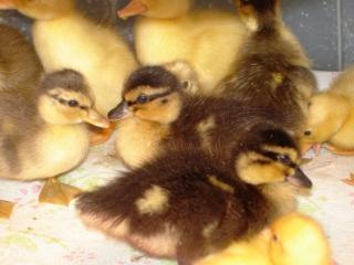 21841_babies_and_ducklings_057.jpg