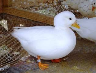 21841_breeders_147.jpg