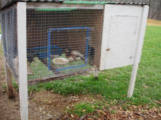21841_brooders_and_housing_030.jpg