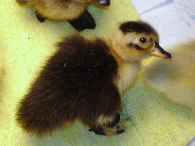 21841_ducklings_004.jpg