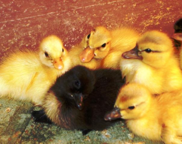 21841_ducklingschickens09_012.jpg