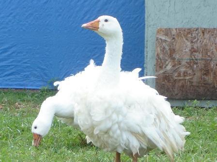 21841_farm11_172.jpg