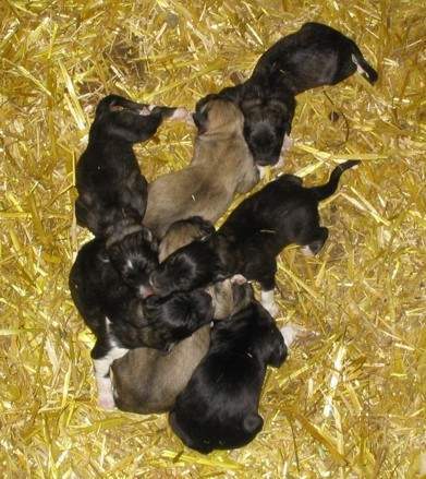 21879_elliepups2.jpg