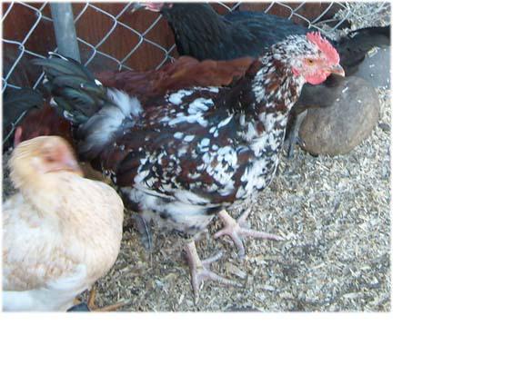 21880_rooster1.jpg