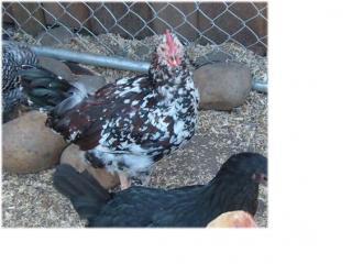21880_rooster3.jpg