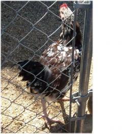 21880_rooster4.jpg