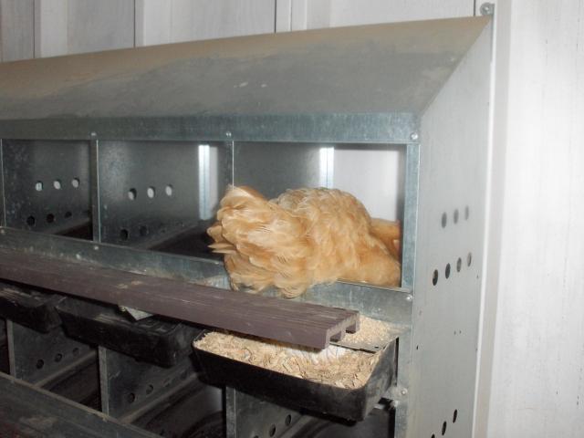 21887_001.jpg