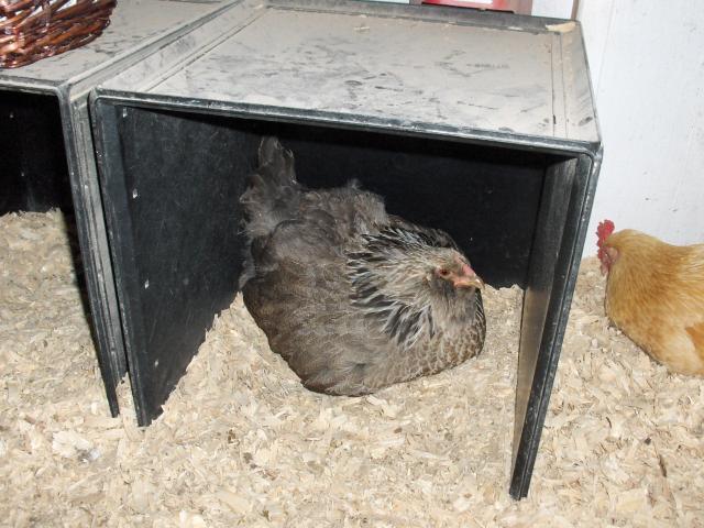 21887_005.jpg