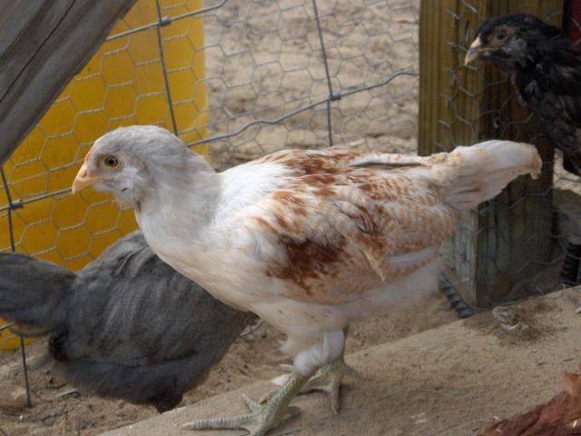 21887_roo3.jpg