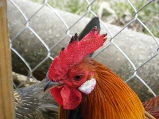 21901_roosters_004.jpg